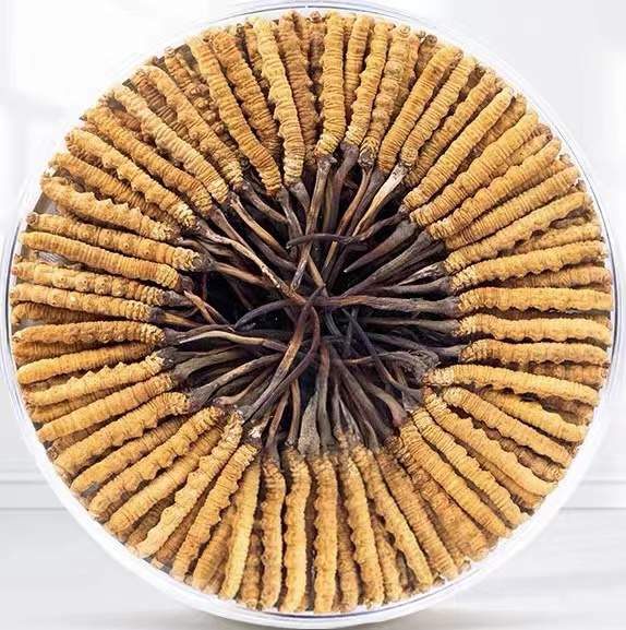 图木舒克冬虫夏草回收